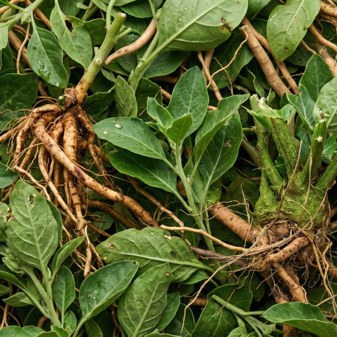 Ashwagandha and Adaptogens