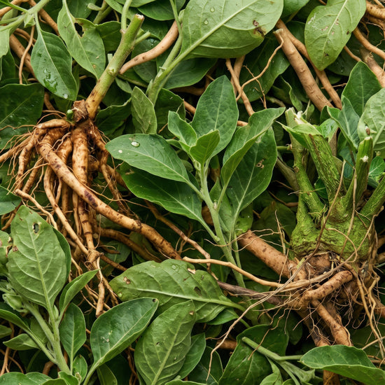 Ashwagandha and Adaptogens