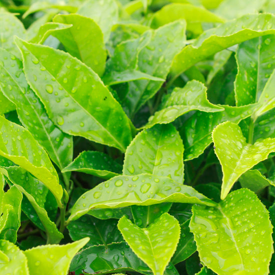 The Best Foods to Boost Your Metabolism