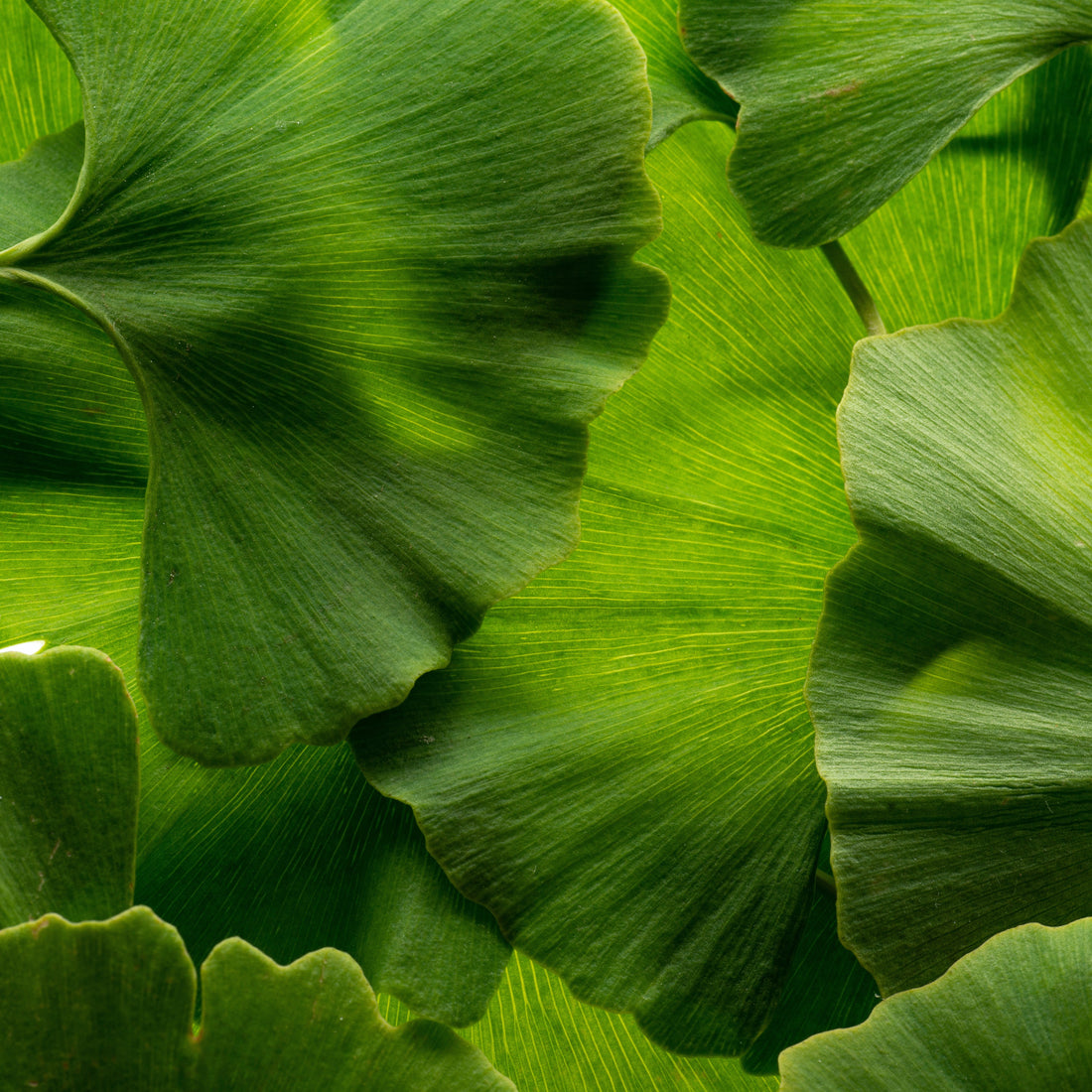Why Cheap Ginkgo Biloba Supplements Are Often Adulterated: A Quality Report