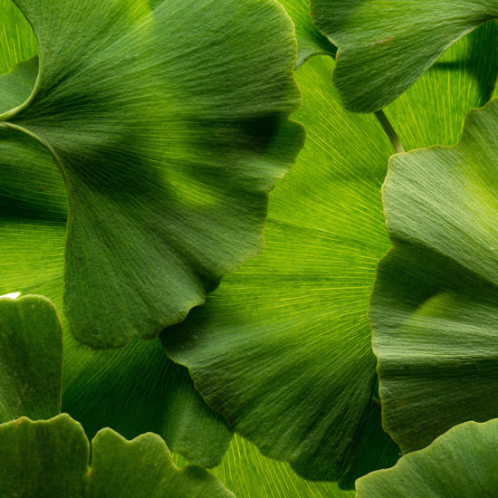 Why Cheap Ginkgo Biloba Supplements Are Often Adulterated: A Quality Report