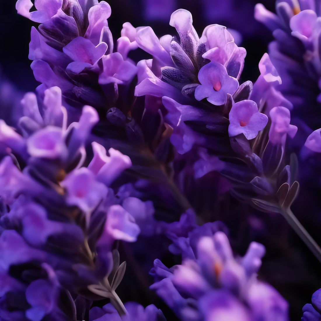 Using aromatherapy to support relaxation