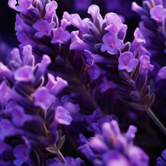 Using aromatherapy to support relaxation