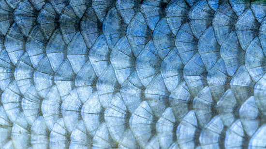 Fish Oil Purification