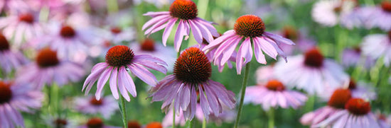 From Elderberry to Echinacea: Natural Support for Your Immune System