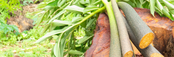 Why We Don't Sell Glucomannan