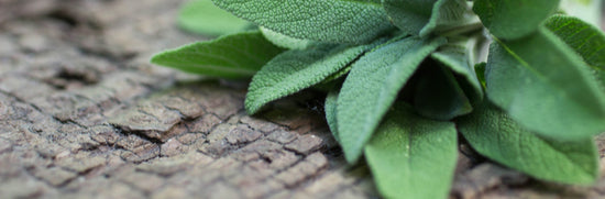 Herbs: Our Guide to Powerful Plant Health