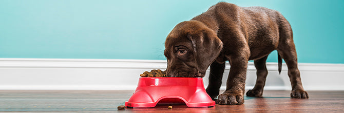 Your Pets Nutrition: How to Feed Your Dog