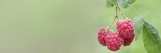 Why We Don't Sell Raspberry Ketones