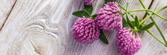 Red Clover: Why We Don't Sell It