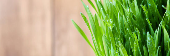 Why We Don't Sell Wheatgrass