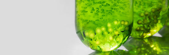 The Power of Algal Oil as a Sustainable Source of Omega 3s