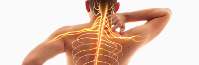 The Central Nervous System (CNS) Explained