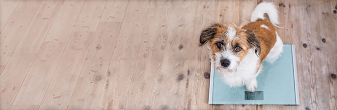 The Growing Problem of Pet Obesity: Why Is It so Serious?