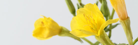 Should I be taking evening primrose oil for menopause?