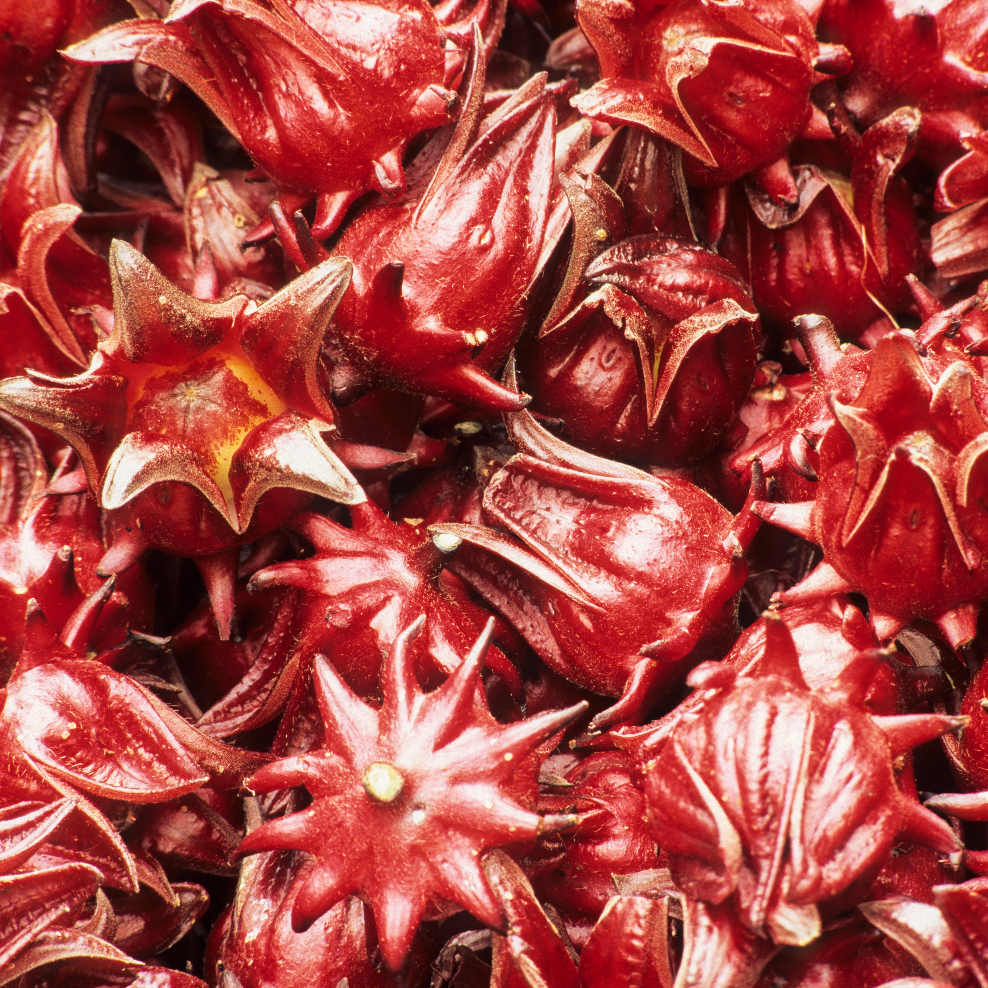 A close-up pile of dried hibiscus, showing their distinctive star-shaped, spiky outer skins in deep red and burgundy tones.