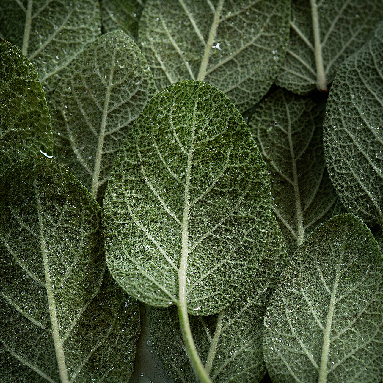 Close-up of fresh green sage leaves with visible veins and water droplets, filling the frame.