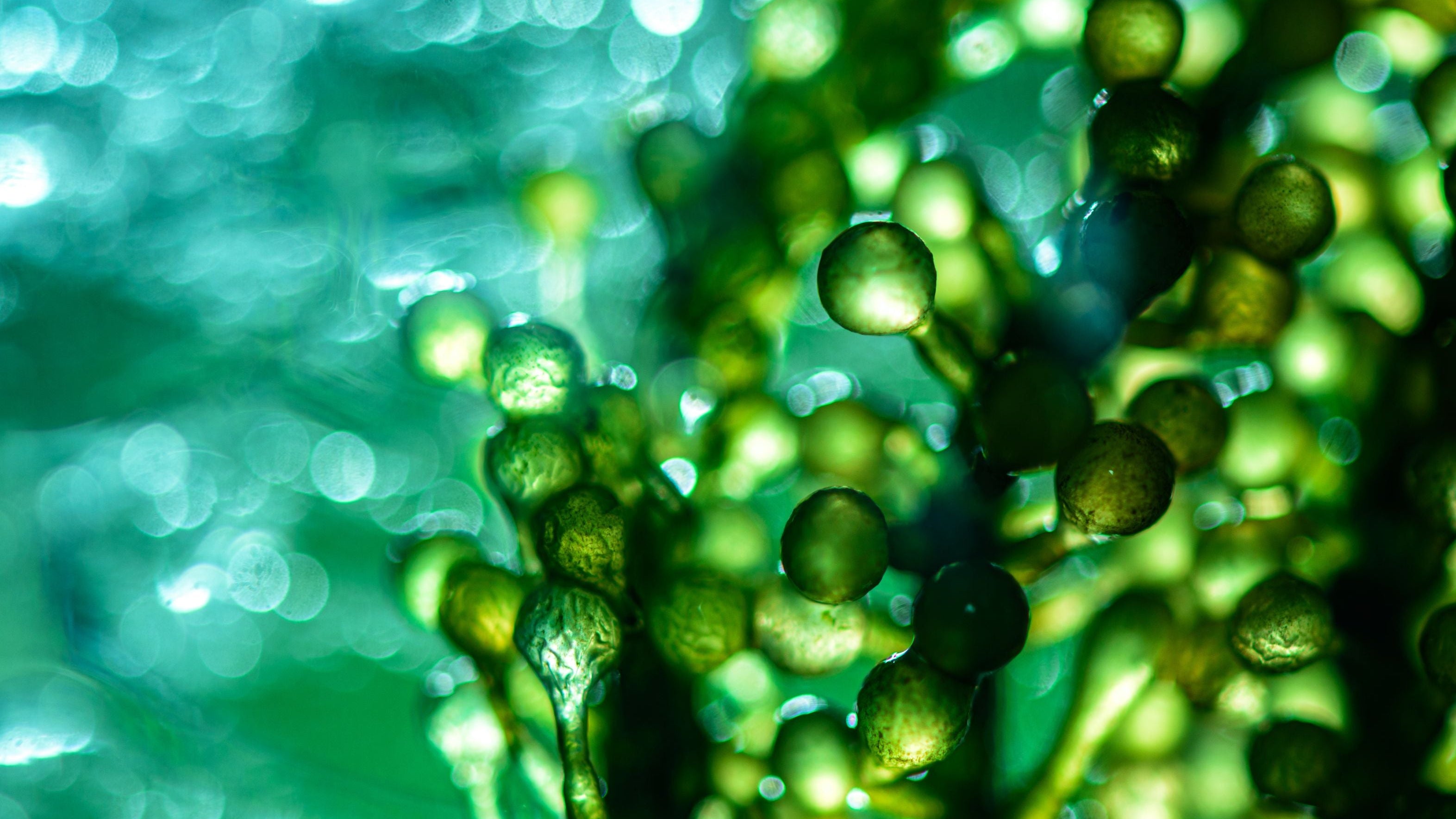Close-up of green seaweed with water droplets on a blurred water background