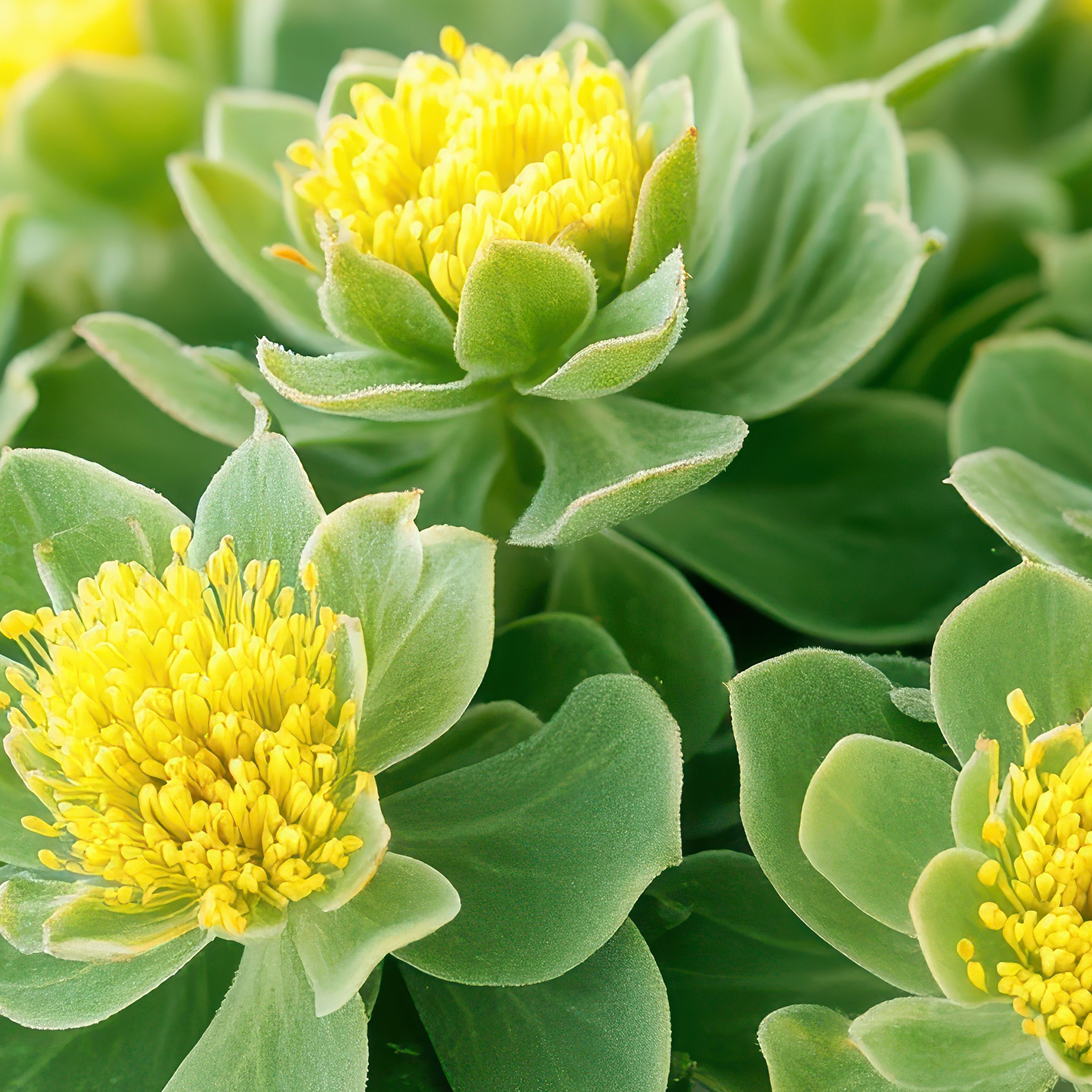 Close up of a rhodiola plant showing yellows flowers and green leaves
