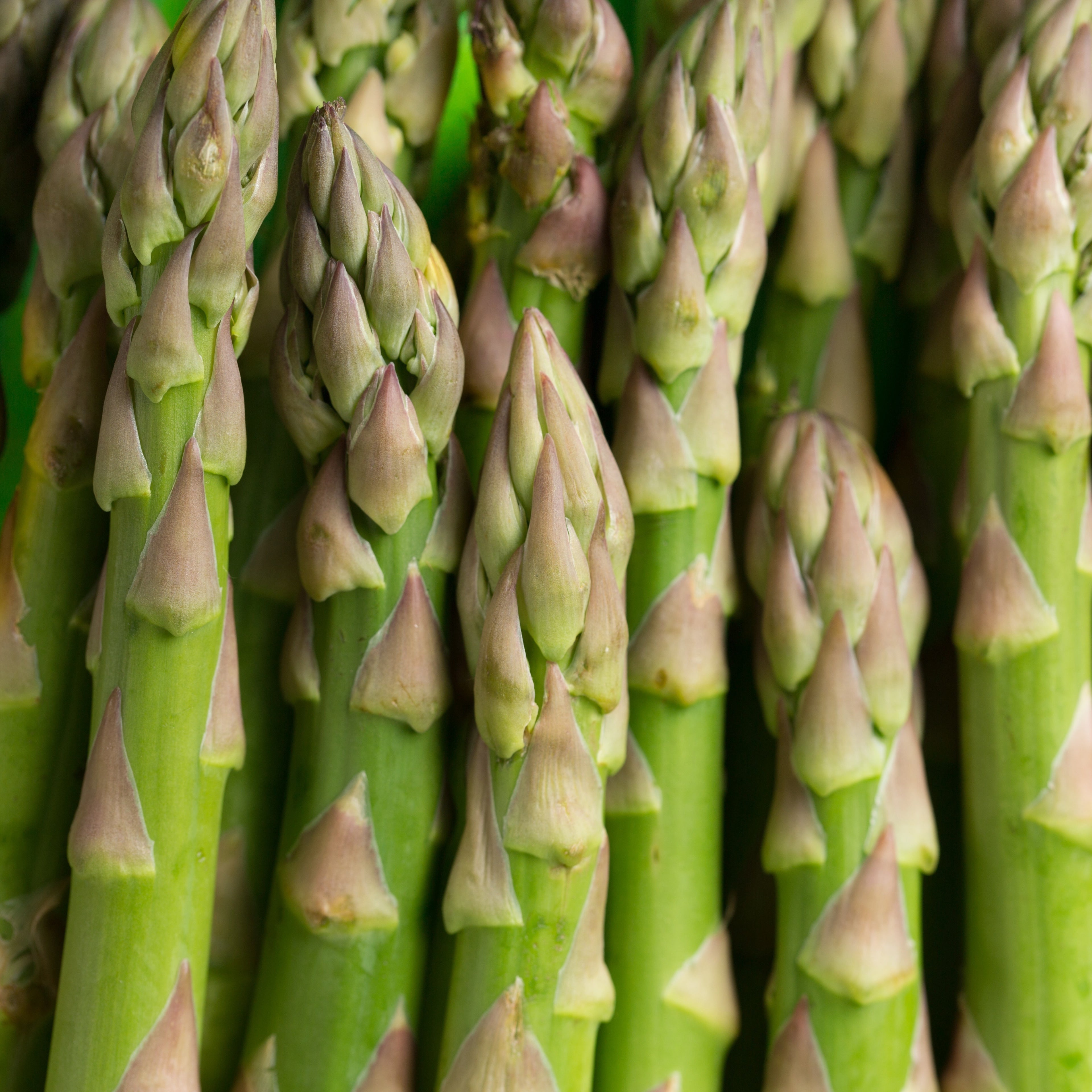 Close-up of fresh green asparagus spears with tightly closed tips, filling the frame.