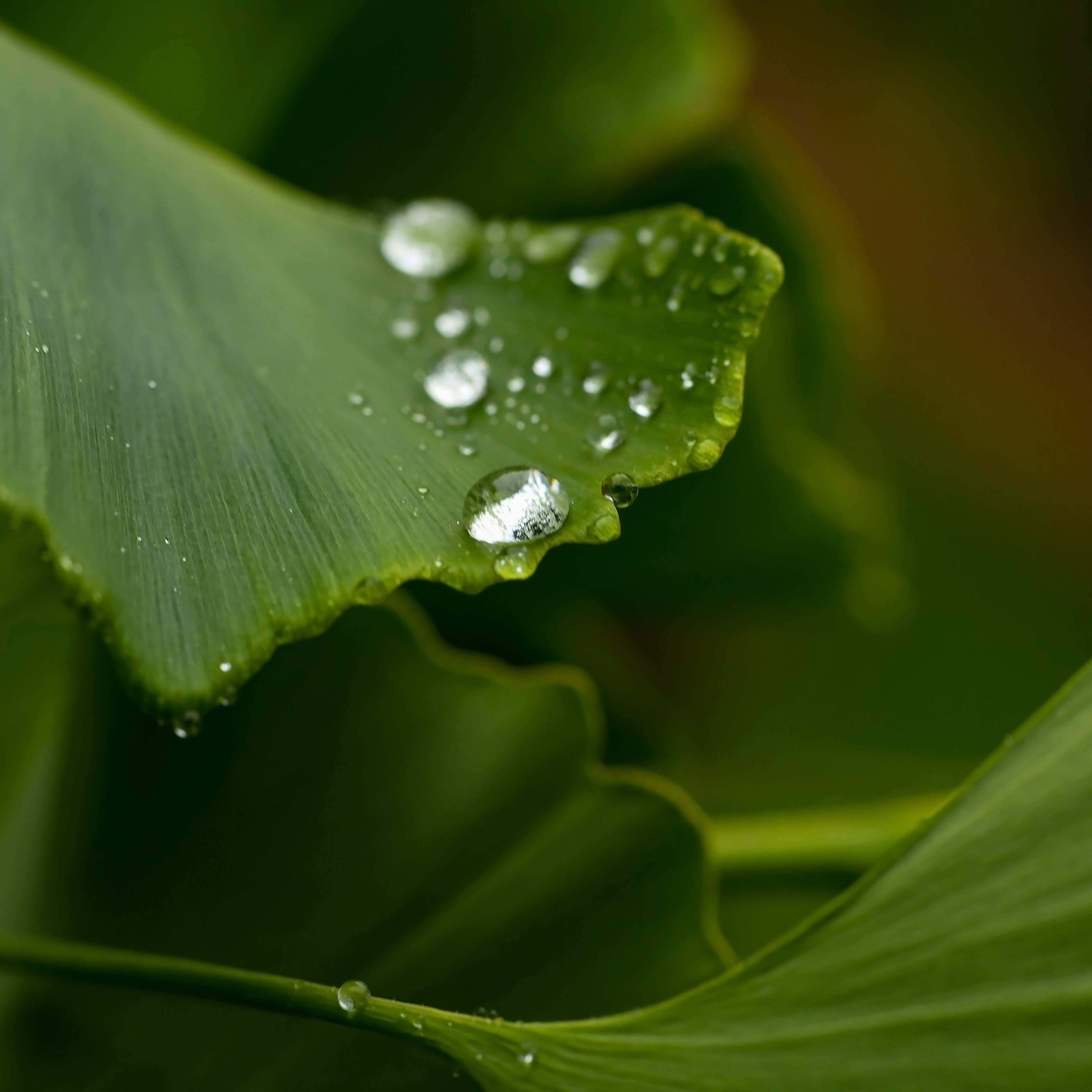 Close-up of a green leaf with water droplets glistening on its surface, set against a blurred green background.