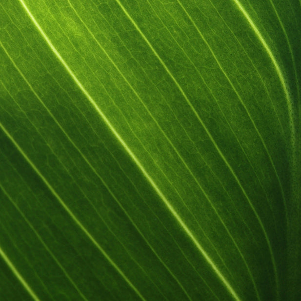 Background leaf