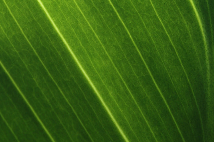 Close-up of a green leaf with detailed texture