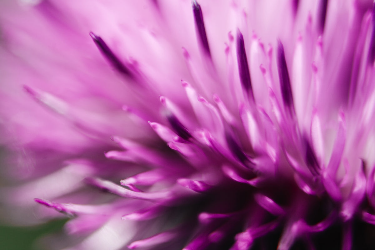 Shutterstock 572941321