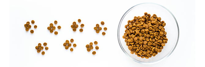 Which Is the Best Type of Pet Food?