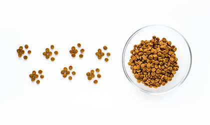 Which Is the Best Type of Pet Food?