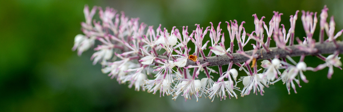 Why We Don't Sell Black Cohosh