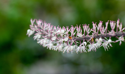 Why We Don't Sell Black Cohosh