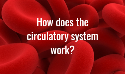 Circulation health: How does the circulatory system work?