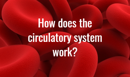 What Does the Circulatory System Do?