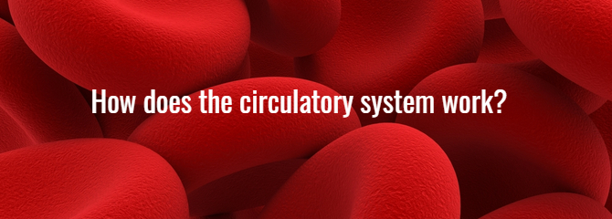  Circulation health: How does the circulatory system work?