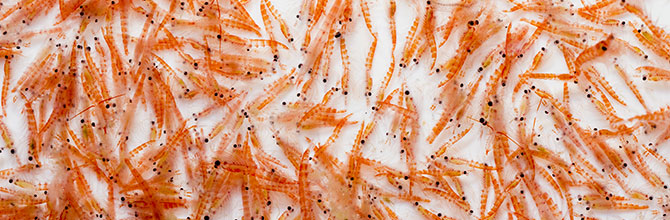 Why We Don't Sell Krill Oil