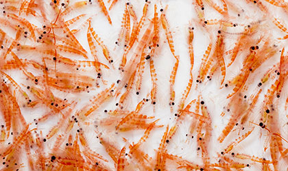 Why We Don't Sell Krill Oil