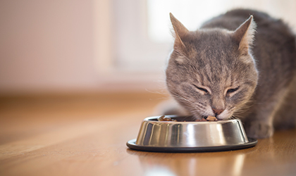 Pet Nutrition: How to Feed Your Cat