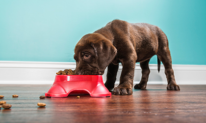 Pet Nutrition: How to Feed Your Dog