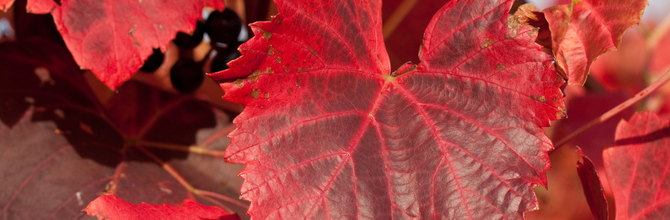 Why We Don't Sell Red Vine Leaf