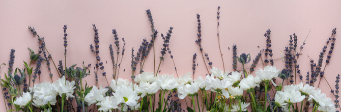 Lavender or Chamomile? Essential Oils for Sleep and Relaxation