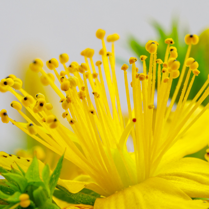 St John's Wort for Anxiety: How to Achieve a More Relaxing Sleep
