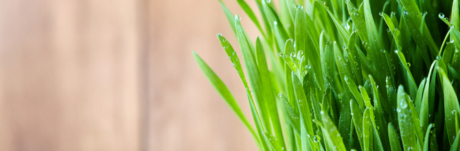 Why We Don't Sell Wheatgrass