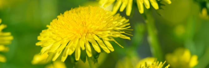 Why We Don’t Sell Dandelion