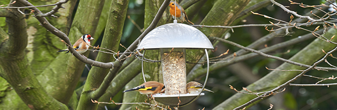 Feeding Local Birds
