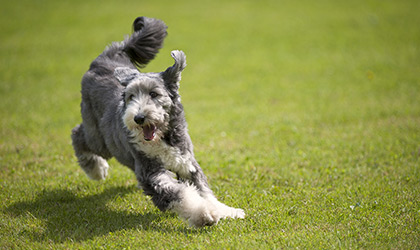 How Much Exercise Does My Pet Need?