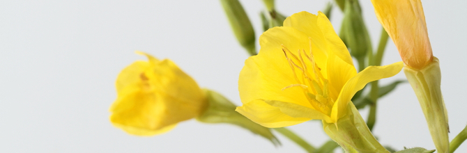 Should I be taking evening primrose oil for menopause