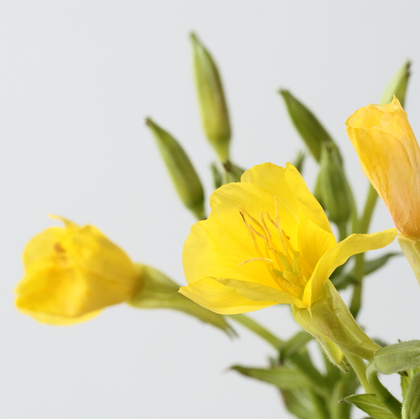  Should I be taking evening primrose oil for menopause?
