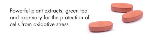 Powerful plant extracts; green tea and rosemary for the protection of cells from oxidative stress
