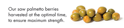Our saw palmetto berries harvested at the optimal time, to ensure maximum strength.